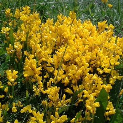 Genista sagittalis — flower
