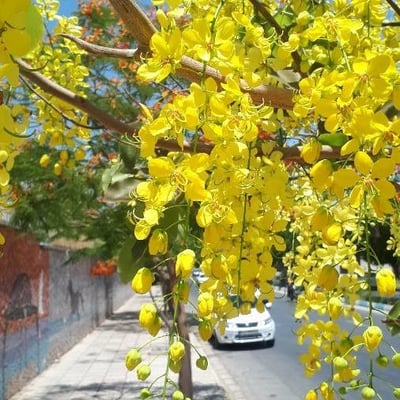 Cassia fistula — flower