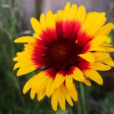 Gaillardia aristata — flower