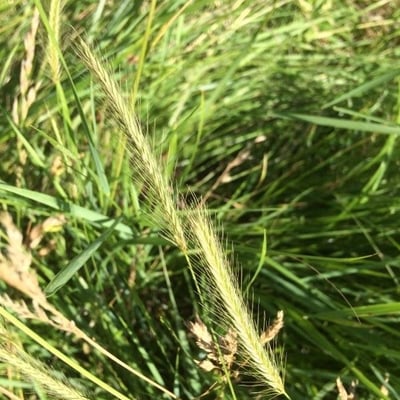 Hordeum secalinum — flower
