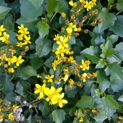 Senecio angulatus — flower