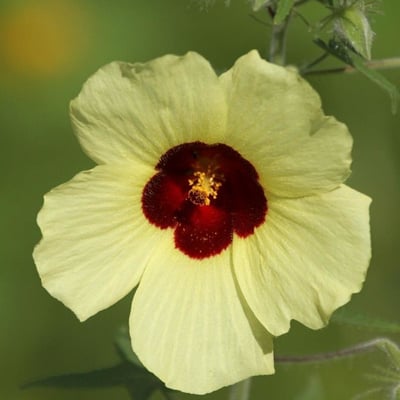 Abelmoschus esculentus — flower