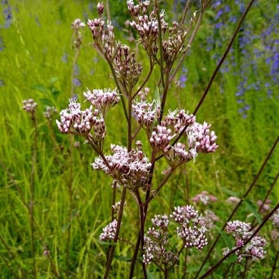 Eupatorium lindleyanum — flower