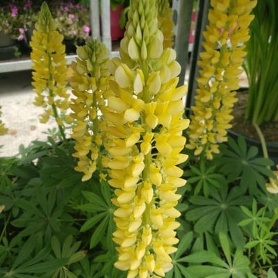 Lupinus arboreus — flower