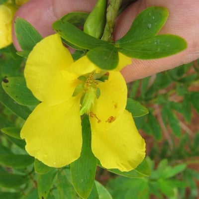 Chamaecrista desvauxii — flower