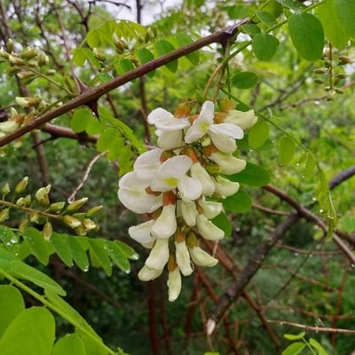 Robinia pseudoacacia — flower