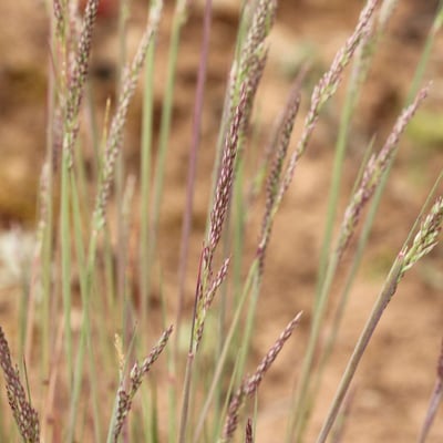 Corynephorus canescens — flower