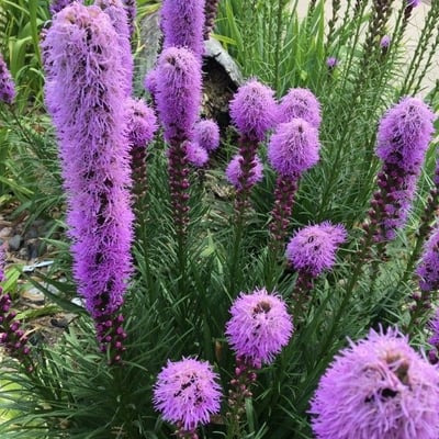 Liatris pycnostachya — flower
