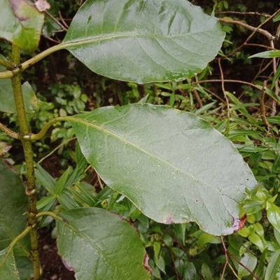 Coprosma robusta — leaf