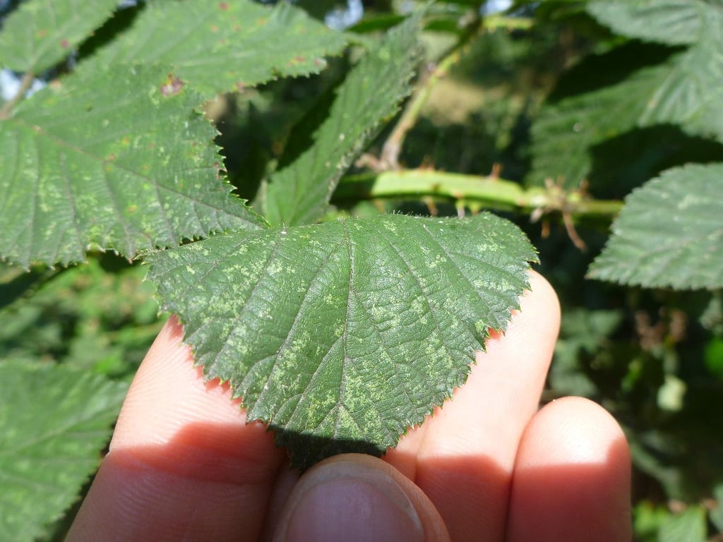 Red-leaved bramble