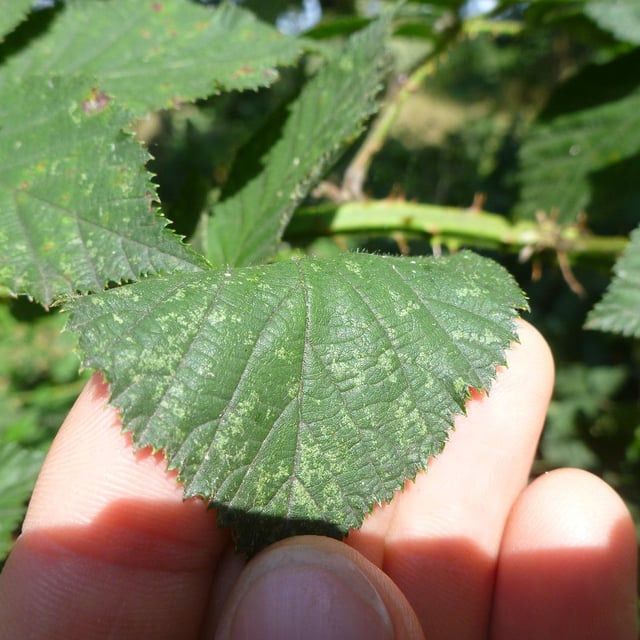 Red-leaved bramble
