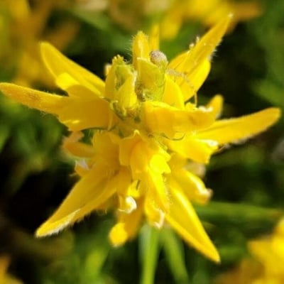 Genista hirsuta — flower