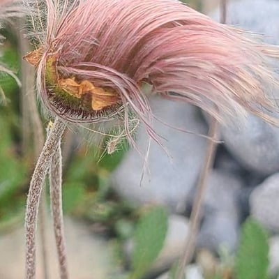 Geum triflorum — flower