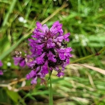 Stachys officinalis — flower