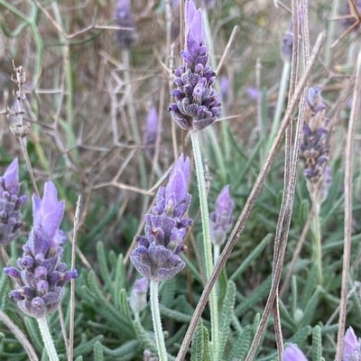 Lavandula dentata — flower