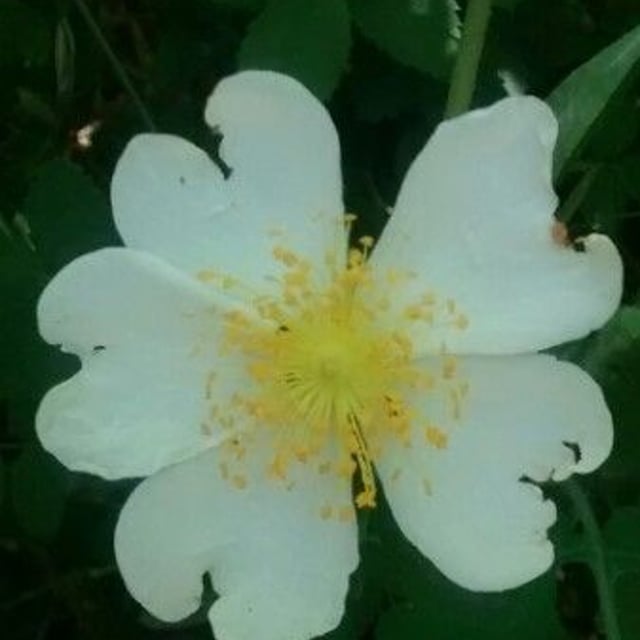 Rosa arvensis — flower