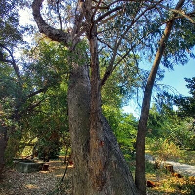 Eucalyptus goniocalyx — habit