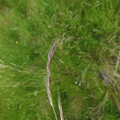 Vulpia bromoides — flower