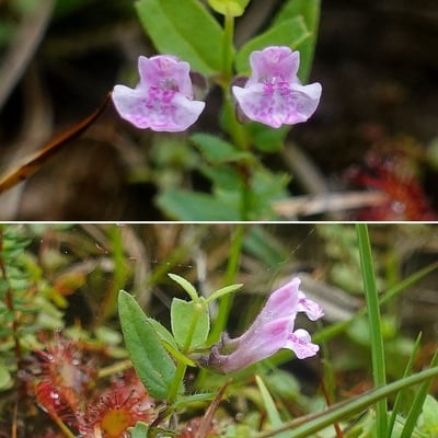 Scutellaria minor — flower