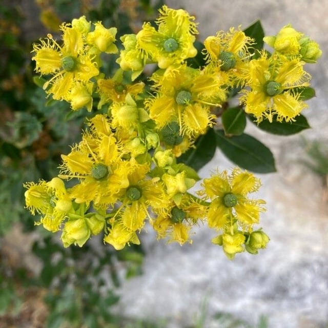 Ruta chalepensis — flower