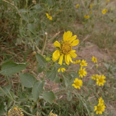 Verbesina encelioides — flower