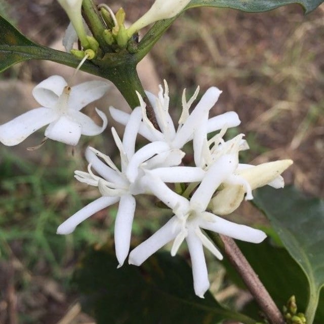 Coffea arabica — flower