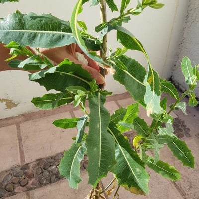Lactuca virosa — flower