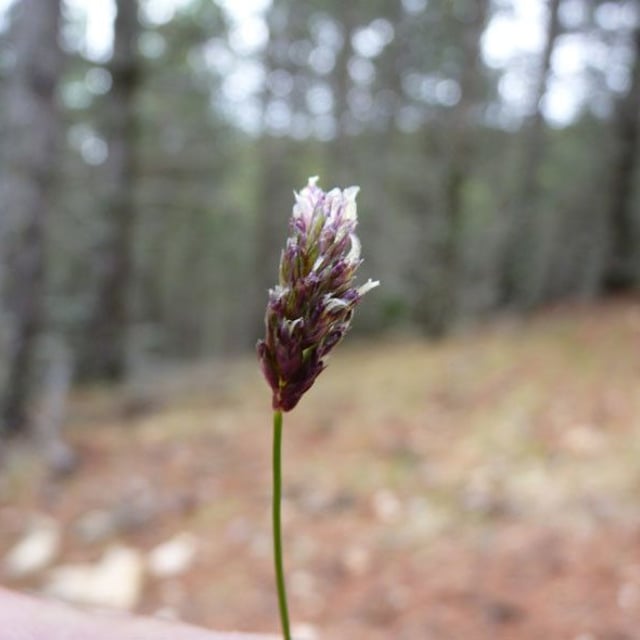 Sesleria caerulea — flower