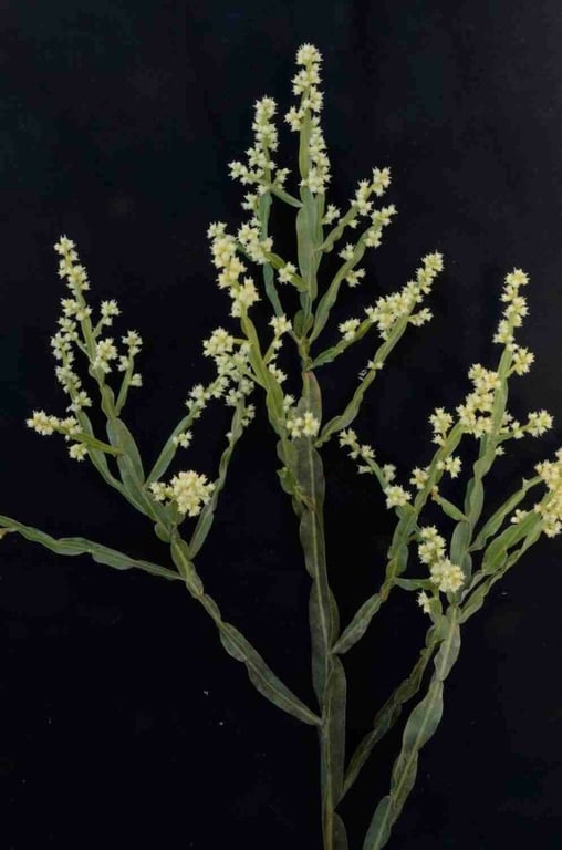 Baccharis crispa