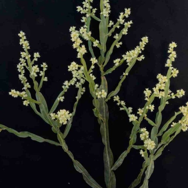 Baccharis crispa