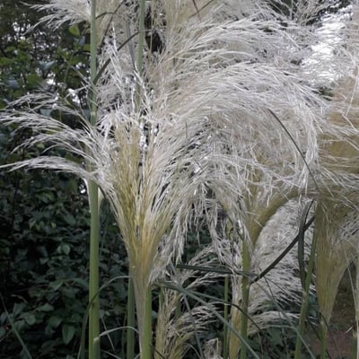 Cortaderia selloana — flower