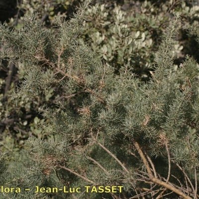 Adenocarpus decorticans — habit