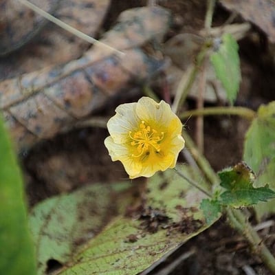 Sida cordata — flower
