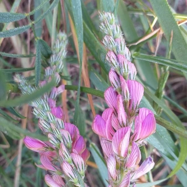 Onobrychis viciifolia — flower
