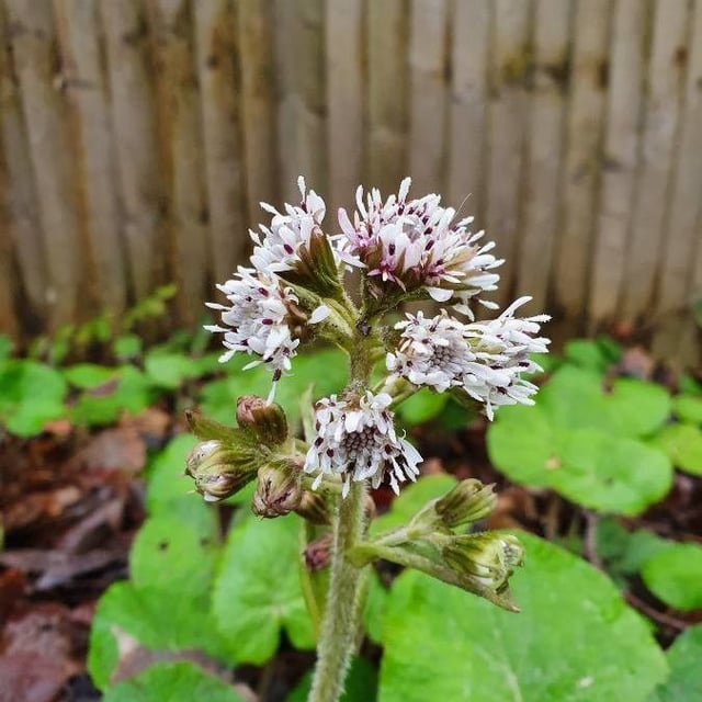 Petasites pyrenaicus — flower