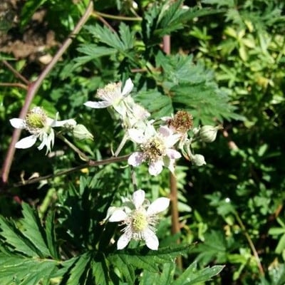 Rubus laciniatus — flower