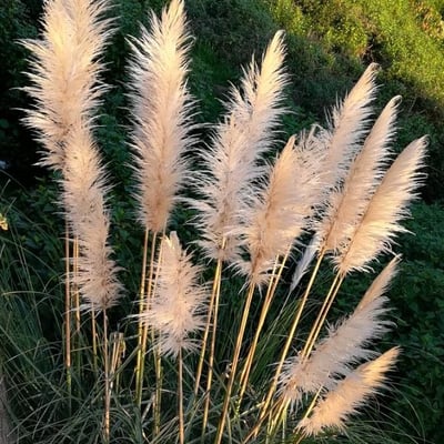 Cortaderia selloana — flower