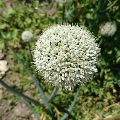 Allium cepa — flower