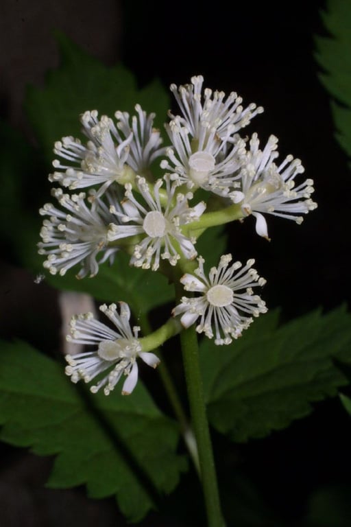White baneberry