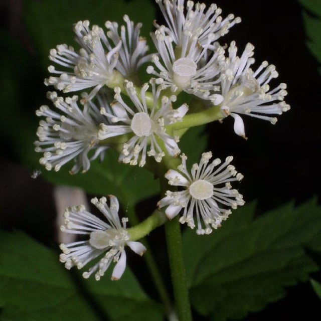 Actaea pachypoda — flower