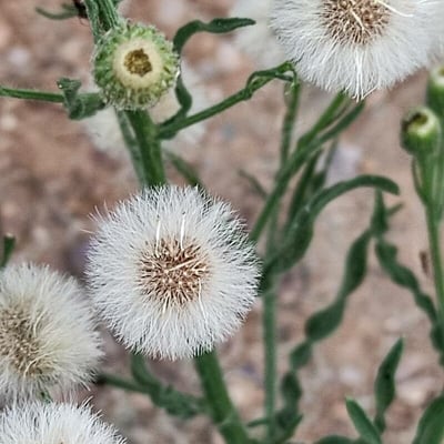 Erigeron bonariensis — flower