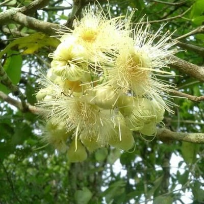 Syzygium samarangense — flower
