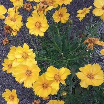 Coreopsis lanceolata — flower