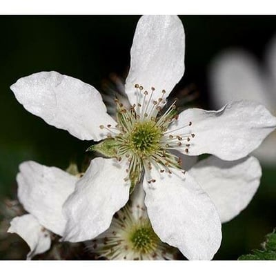 Rubus pensilvanicus — flower