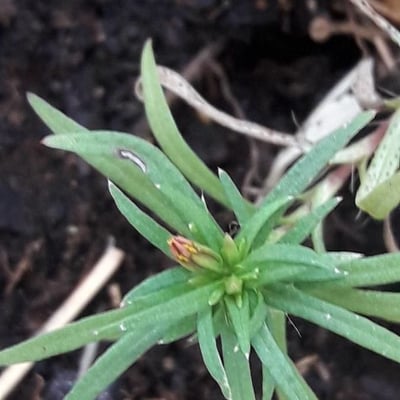 Pectis elongata — flower