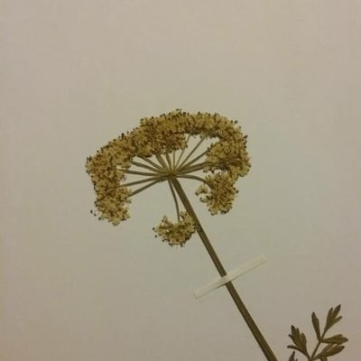 Oenanthe aquatica — flower