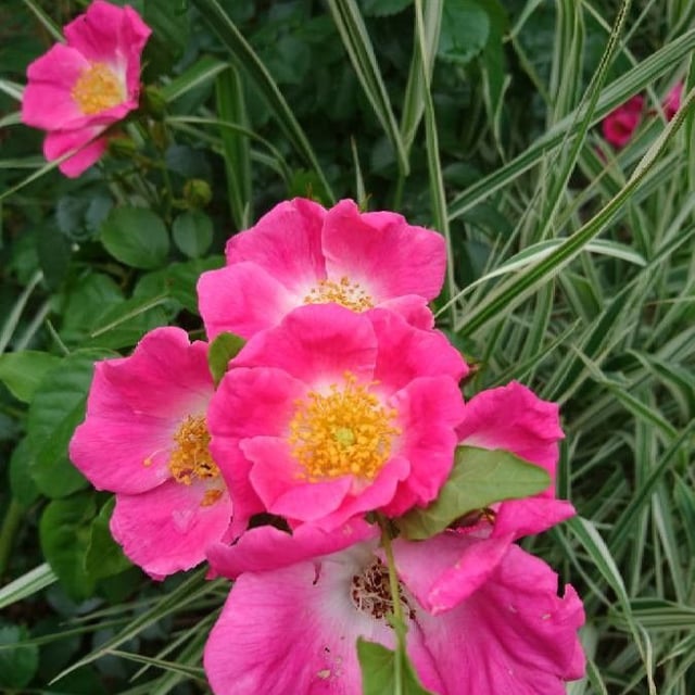 Rosa sherardii — flower