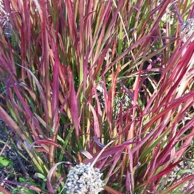 Imperata cylindrica — flower