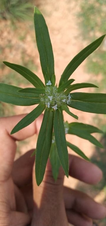 Small squareweed
