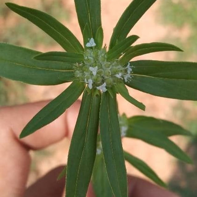 Mitracarpus hirtus — flower